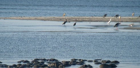 Coastal Birds in the Water